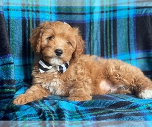 Cavapoo Puppy for sale in LAKELAND, FL, USA