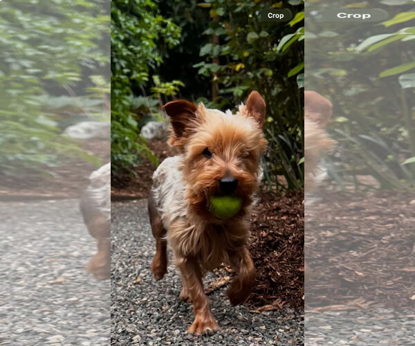 Medium Photo #2 Mutt Puppy For Sale in Milwaukie, OR, USA