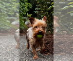 Small #1 Mutt