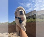 Small Photo #13 Golden Retriever Puppy For Sale in LAS VEGAS, NV, USA