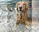 Ruby - Female Golden Retriever Dog for Adoption - Small photo