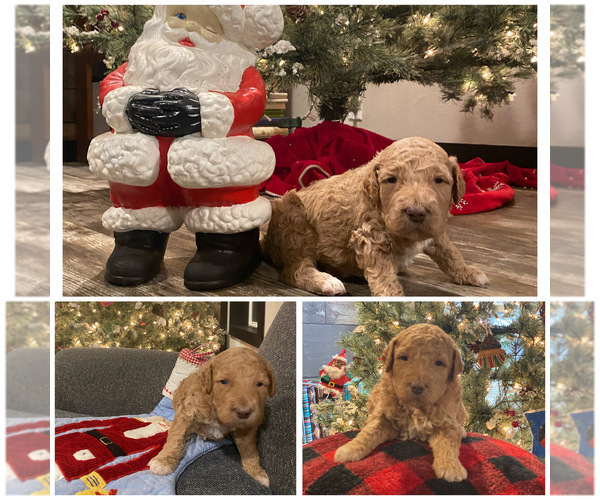 Medium Photo #1 Goldendoodle Puppy For Sale in WESTMINSTER, SC, USA