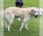 Small #1 Great Pyrenees