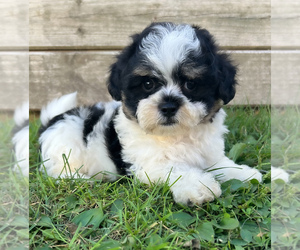 Zuchon Puppy for sale in FAIRBANK, IA, USA