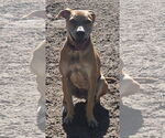 Small #6 Black Mouth Cur Mix