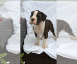 Small #4 Boxer