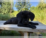 Small #2 Cane Corso