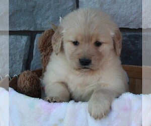 Golden Retriever Puppy for sale in FREDERICKSBURG, OH, USA