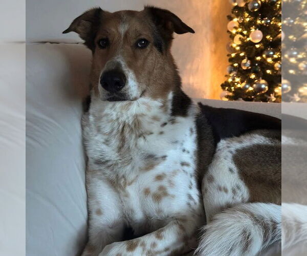 Medium Photo #2 Collie-Coonhound Mix Puppy For Sale in Dublin, OH, USA