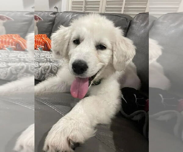 Medium Photo #47 Great Pyrenees-Unknown Mix Puppy For Sale in Houston, TX, USA
