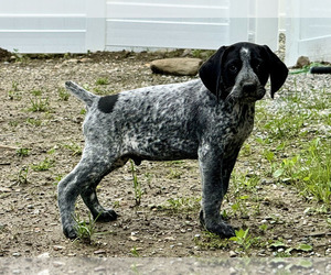 Medium German Shorthaired Pointer