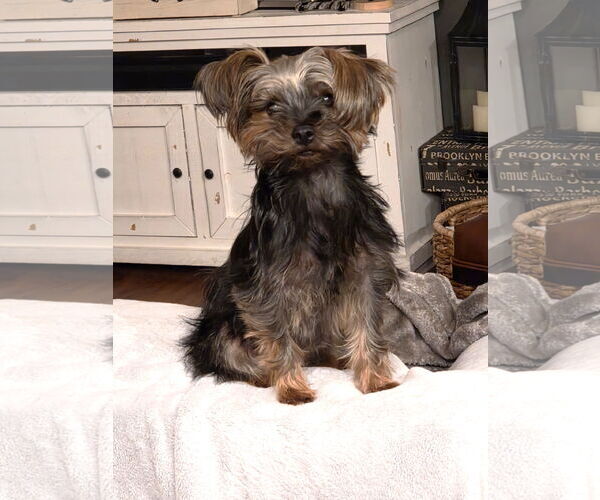 Medium Photo #6 Mutt Puppy For Sale in St. Louis Park, MN, USA