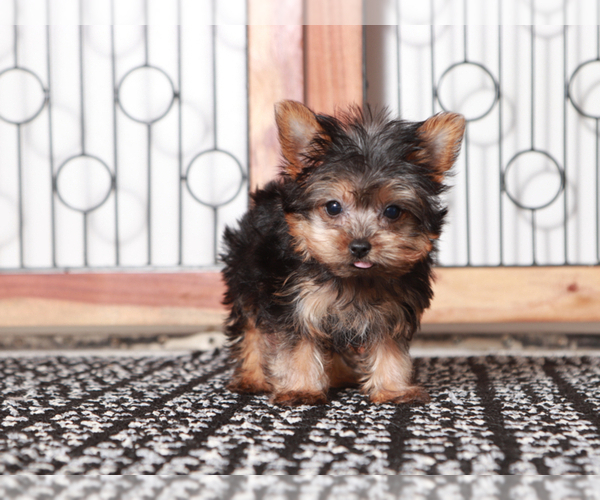 Medium Photo #4 Yorkshire Terrier Puppy For Sale in NAPLES, FL, USA