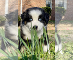 Small Photo #1 Australian Shepherd Puppy For Sale in MATTHEWS, NC, USA