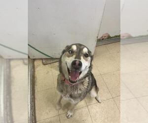 - Mix Dogs for adoption in San Andreas, CA, USA