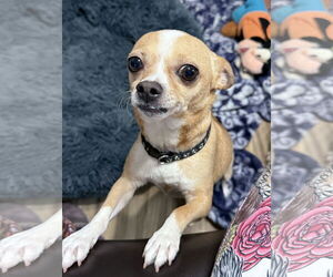 Chihuahua Dogs for adoption in Holly Springs, NC, USA