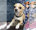 Small Chihuahua