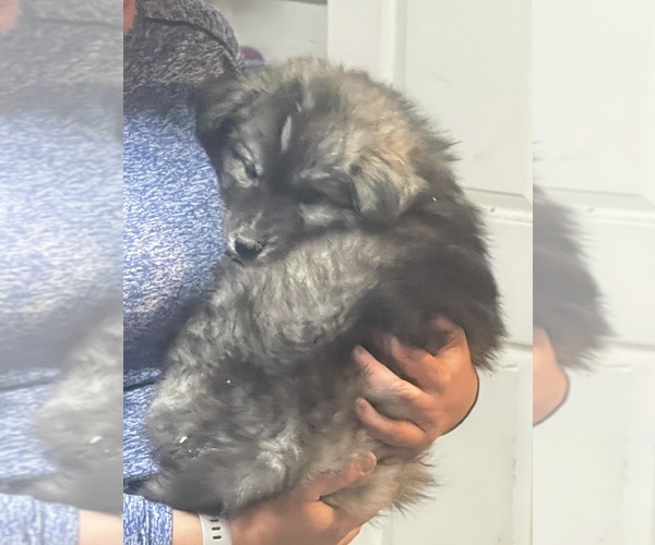 Medium Photo #10 Siberian Husky Puppy For Sale in MONROE, NC, USA