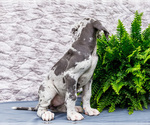Small #6 Great Dane