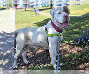 American Pit Bull Terrier Dogs for adoption in Alameda, CA, USA