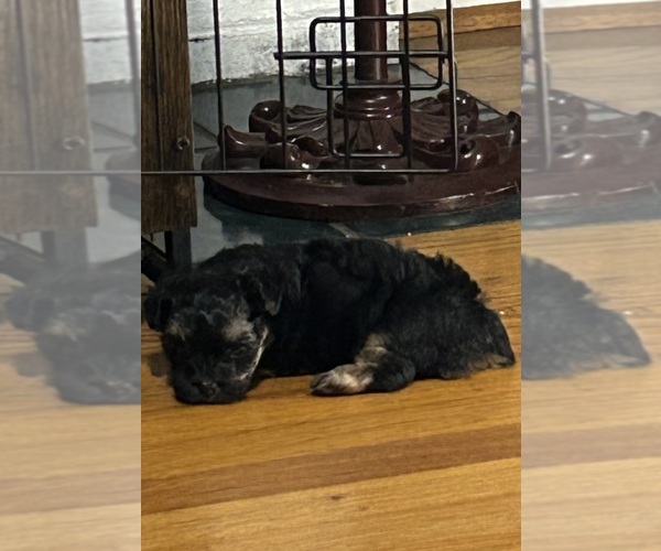 Medium Photo #6 Morkie Puppy For Sale in COLUMBIA, SC, USA