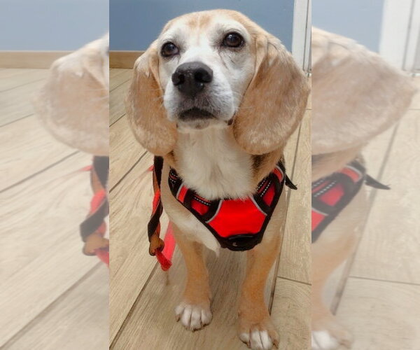 Medium Photo #1 Beagle Puppy For Sale in Dunnellon, FL, USA