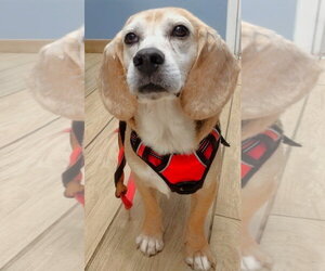 Beagle Dogs for adoption in Dunnellon, FL, USA