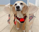 Small Beagle