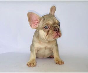French Bulldog Puppy for sale in HOUSTON, TX, USA