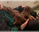 Small Photo #7 Doberman Pinscher Puppy For Sale in VANCOUVER, WA, USA