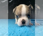 Puppy Hermione Boston Terrier