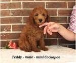 Small #2 Cockapoo (Miniature)