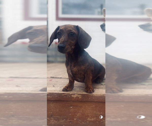 Medium Photo #1 Dachshund Puppy For Sale in HUDSON, CO, USA