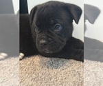 Small #11 Cane Corso