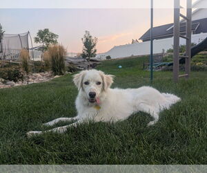 Collie-Great Pyrenees Mix Dogs for adoption in Sandy, UT, USA