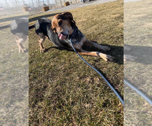 Medium Photo #4 Coonhound-Unknown Mix Puppy For Sale in Pierceton , IN, USA