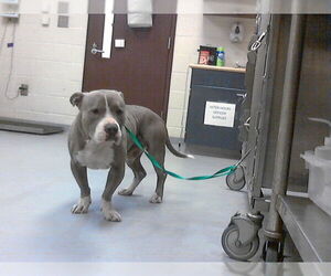 American Staffordshire Terrier Dogs for adoption in Fayetteville, NC, USA