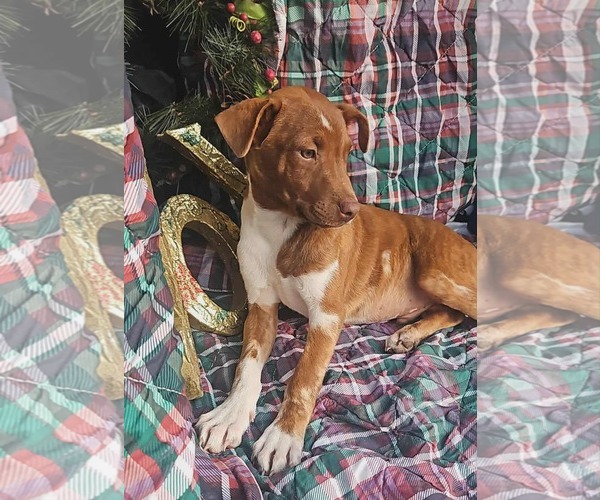 Medium Photo #6 Dachshund-Vizsla Mix Puppy For Sale in Wakefield, RI, USA