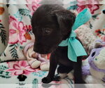 Small #3 Labrador Retriever Mix