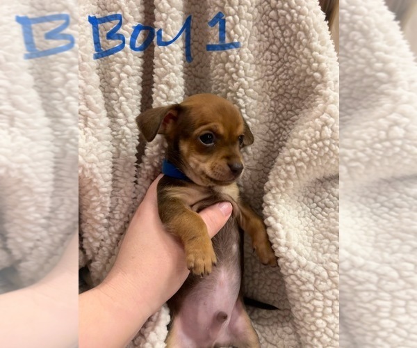 Medium Photo #5 Chiweenie Puppy For Sale in CANDLER, NC, USA
