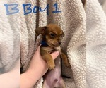 Small Photo #5 Chiweenie Puppy For Sale in CANDLER, NC, USA
