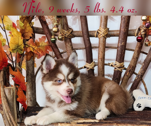 Medium Photo #2 Pomsky Puppy For Sale in RAMONA, CA, USA