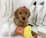 Small #1 Golden Retriever