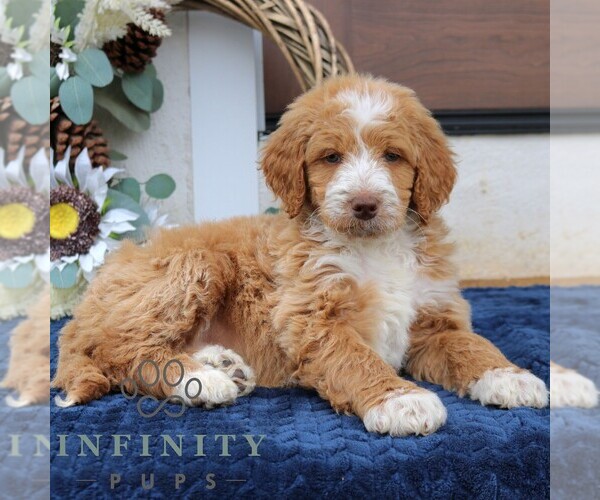 Medium Photo #1 Goldendoodle (Miniature) Puppy For Sale in NARVON, PA, USA