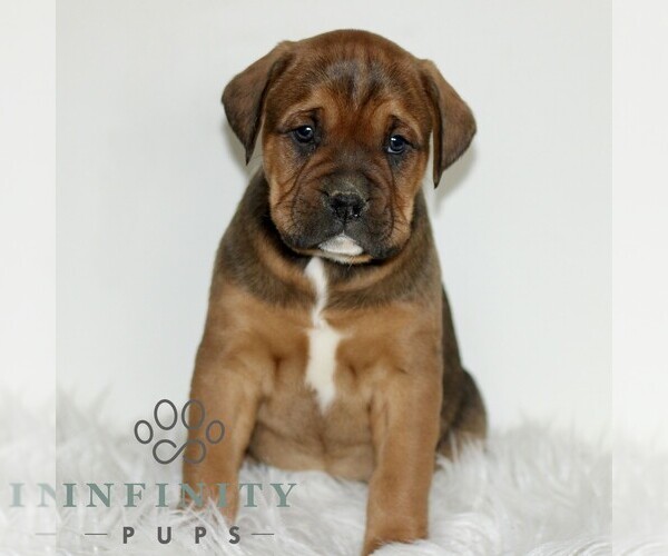 Medium Photo #3 Boxador Puppy For Sale in NEW HOLLAND, PA, USA