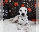 Small Dalmatian