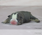 Small #2 Bulldog