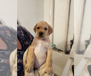 Labrador Retriever Puppy for sale in VINTON, VA, USA