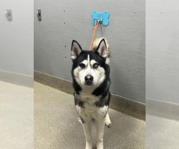 Medium Photo #1 Siberian Husky-Unknown Mix Puppy For Sale in Las Vegas, NV, USA