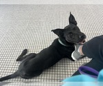 Small Photo #5 Mutt Puppy For Sale in Jackson, MS, USA